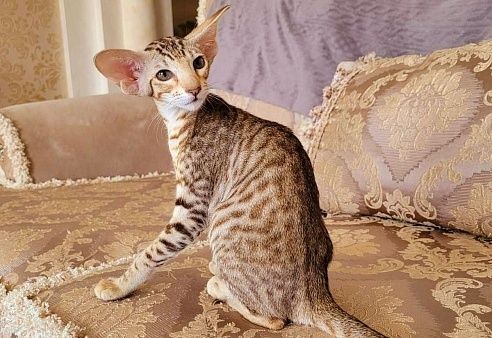 Супер Ориентальные малыши