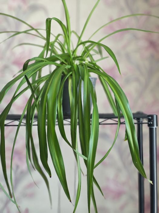 Продам хлорофитум