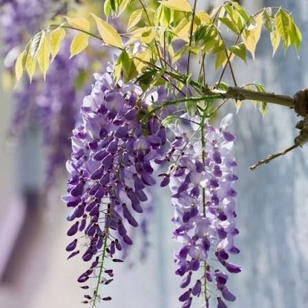 Wisteria (Glicina )
