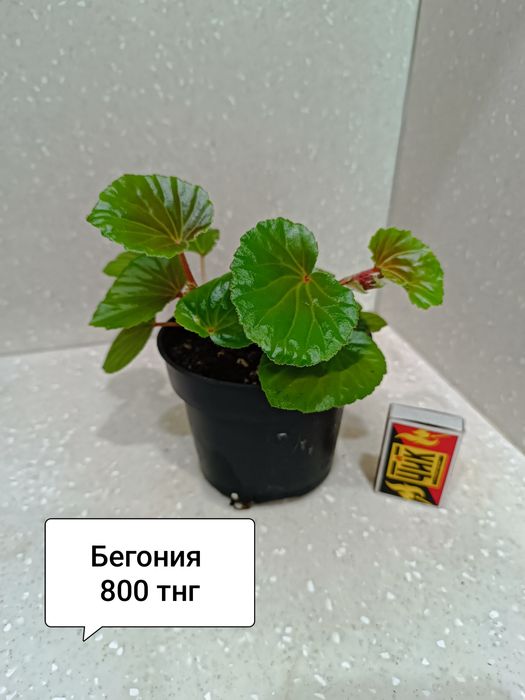 Цветы комнатные в горшках