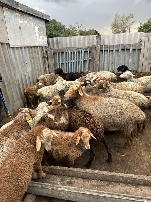 Қой сатылады/продам овец