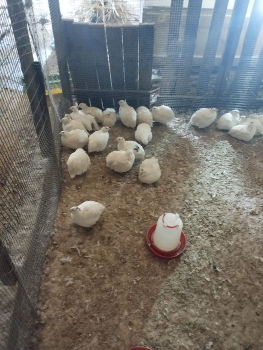 Продам перепелов Техас хороший вес