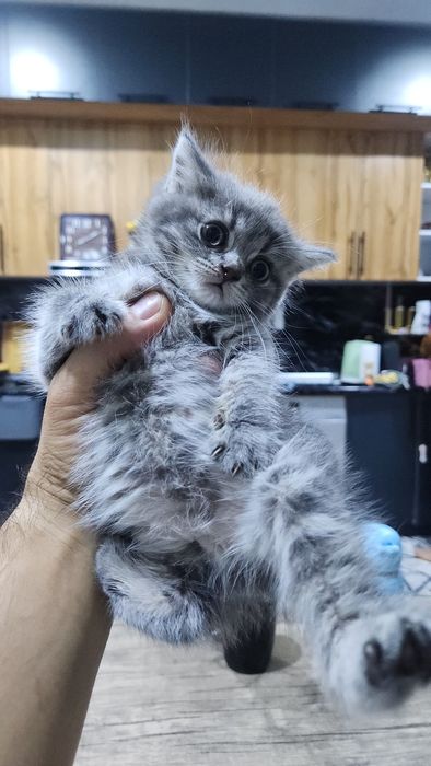 Породистый котята скоттиш страйт и фолд