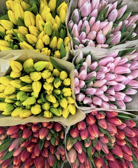 Корпоратив тюльпаны  Алматы — 600 тг