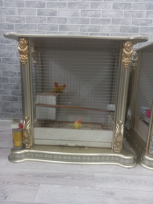 Птенец неразлучники