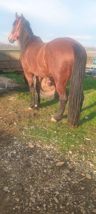 Iapă de vânzare sau schimb