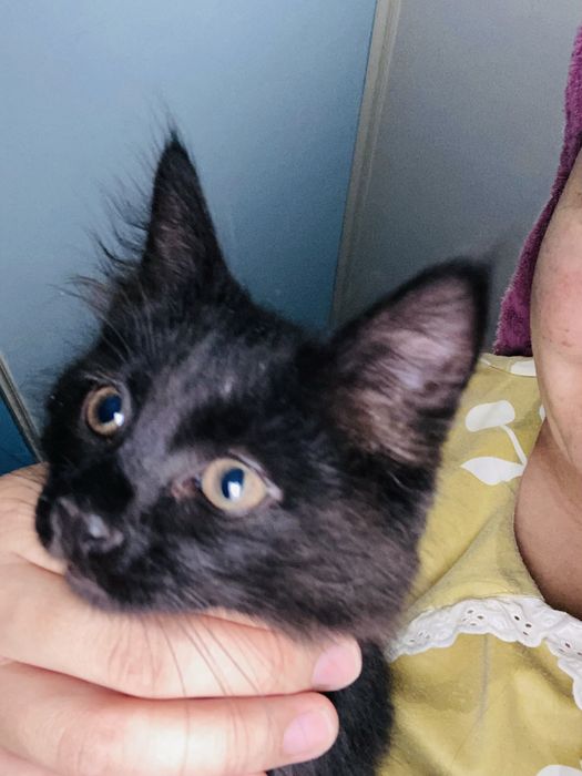 Mushuk bolasi tekinga