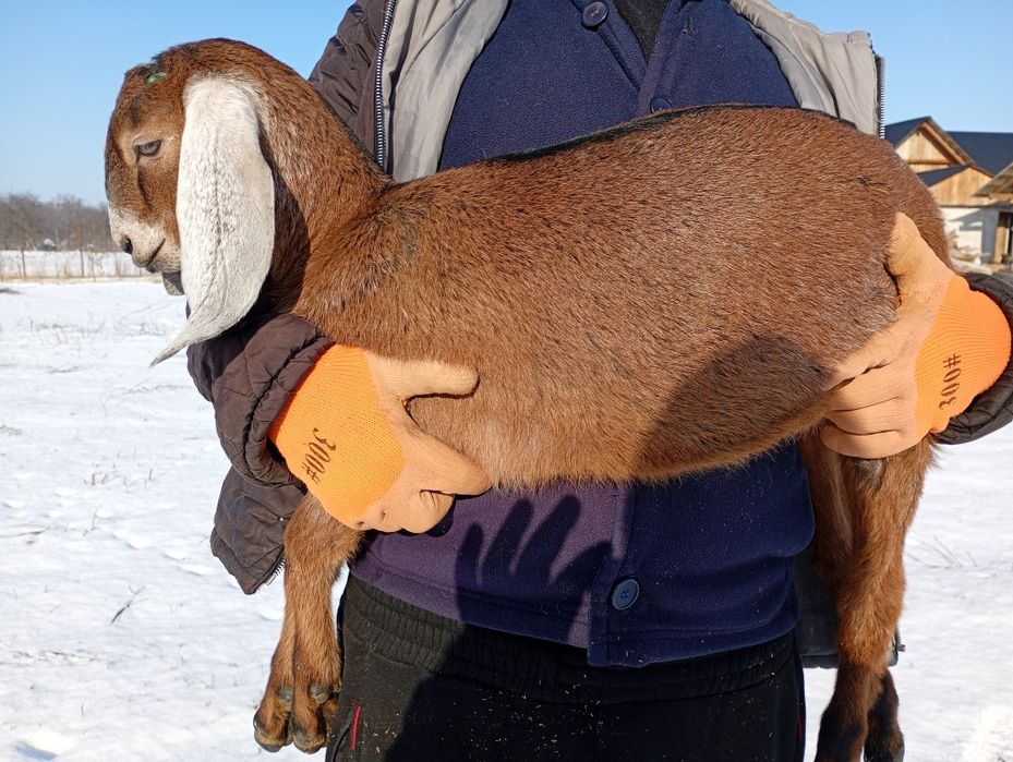 Iadă Anglonubiana cu pedigree