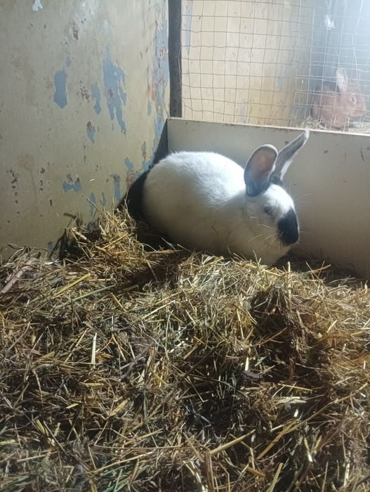 Quyon bor zotlari toza