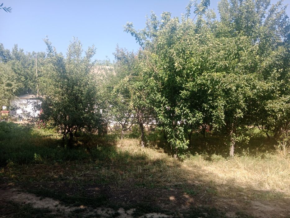 Ташкент в Бука Бука мфй қудайқул махалласи