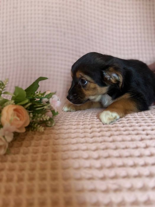 Щенята, домашние, привитые с паспортами, отдаём по договору.