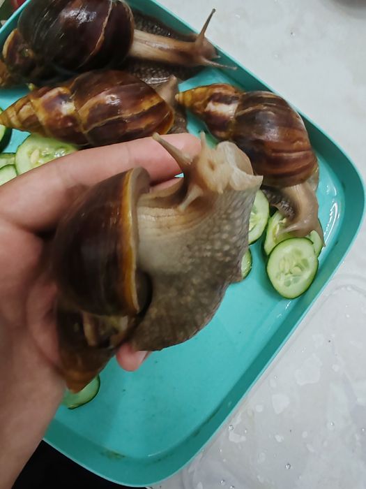Продам Улитку ахатинв