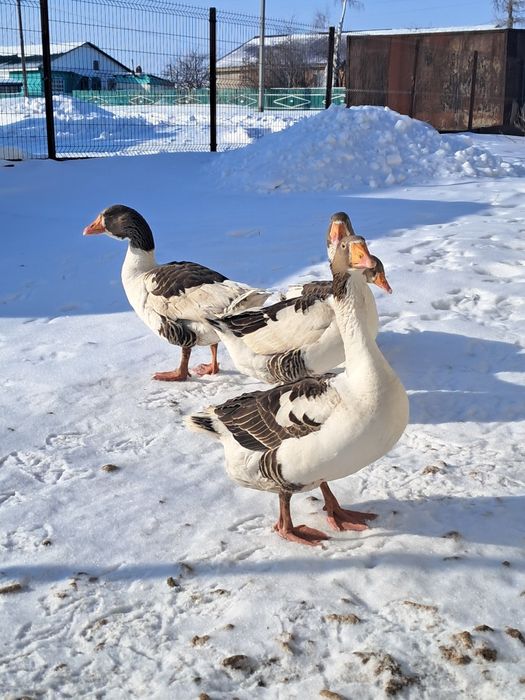 Продам гусей на развод.