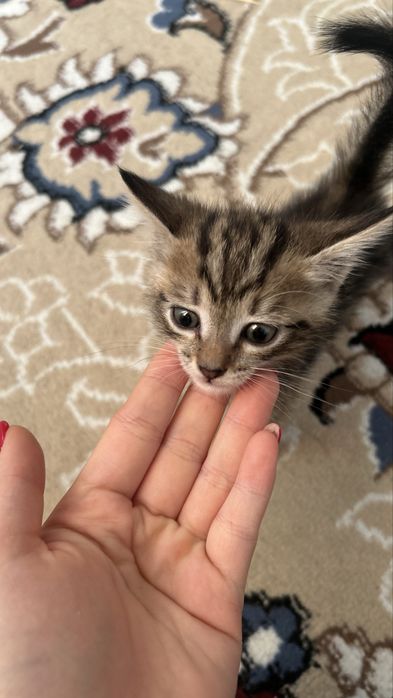 Отдам в добрые руки котят-девочек