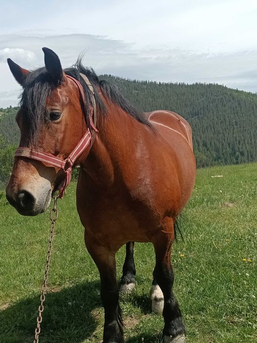 Vând cal garantat de 9 ani
