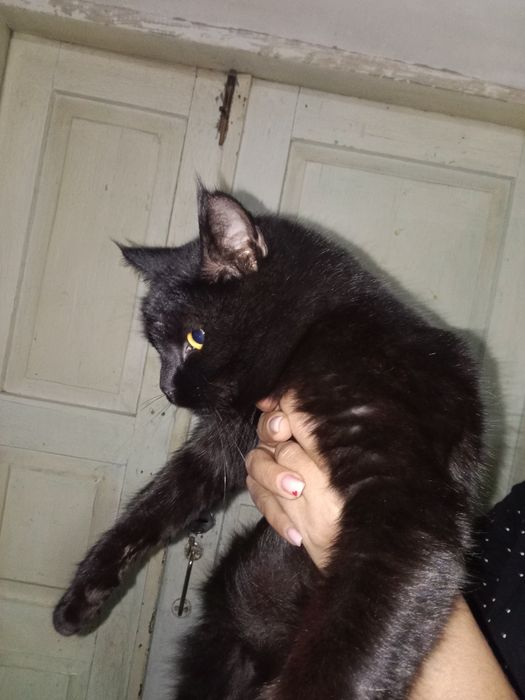 Mushuk Кошки Cat