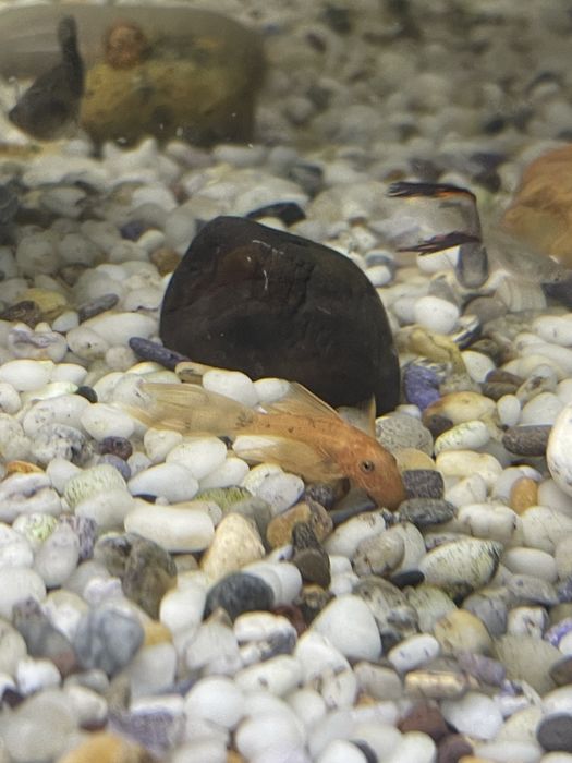 Анциструс вуалевый леопард номерные сомы LDA-016