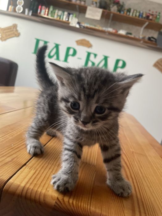 1 айлық марғаулар сатылады