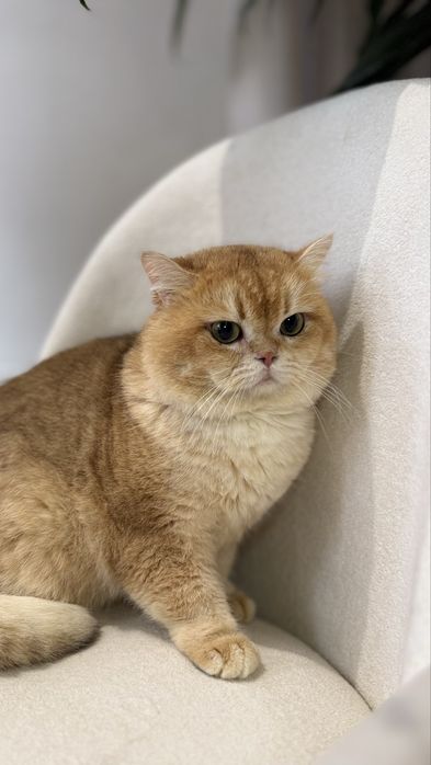 Vyazkaga! qiz mushuklani taklif qiladi