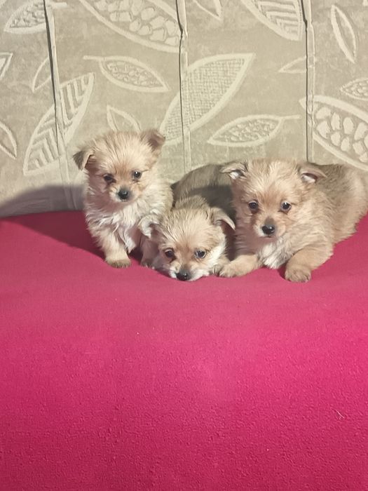 Шпиц мини 3 женски