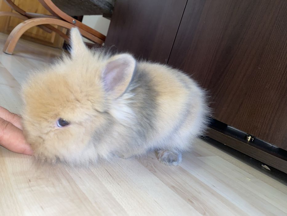 Vand iepuras pitic Lionhead