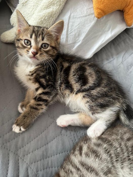 2 котика, британцы
