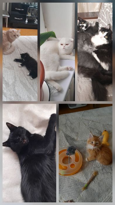 Передержка кошек