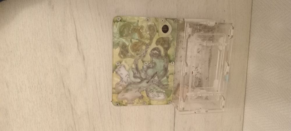 Мурави не давна брали.Ани прикольны.