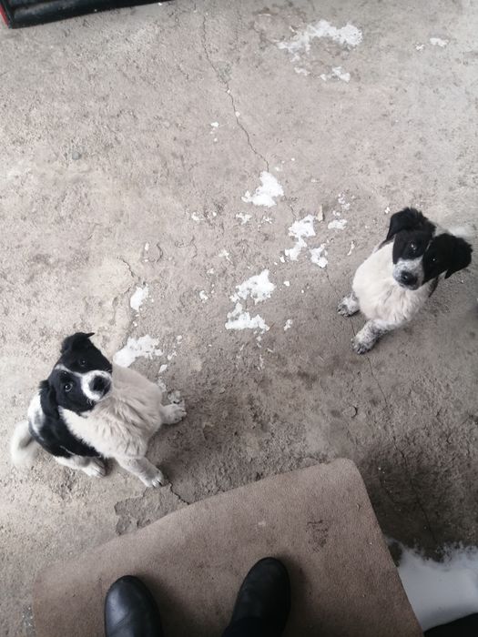 Продаются Щенки породы Алабай.