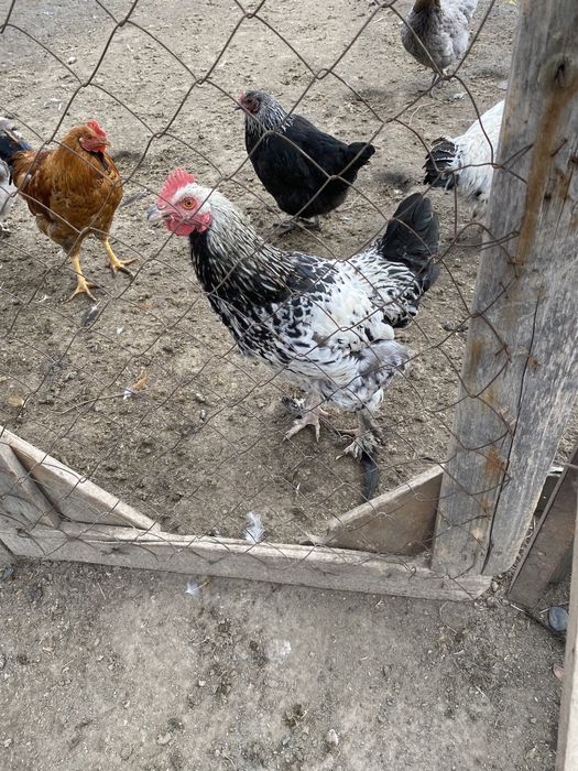 Әтеш,петух молодые