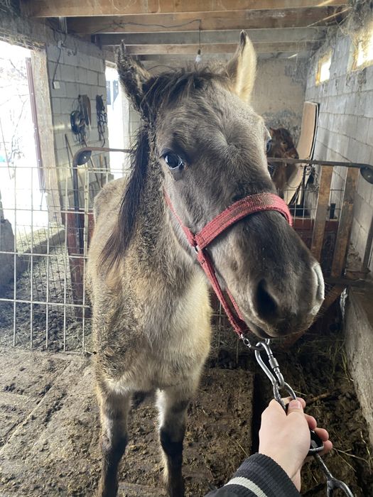 Продам двух лошадей на согым