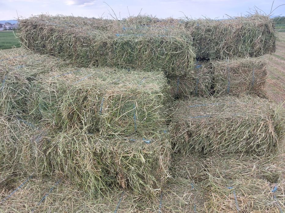 Baloți de lucernă coasa a 3a