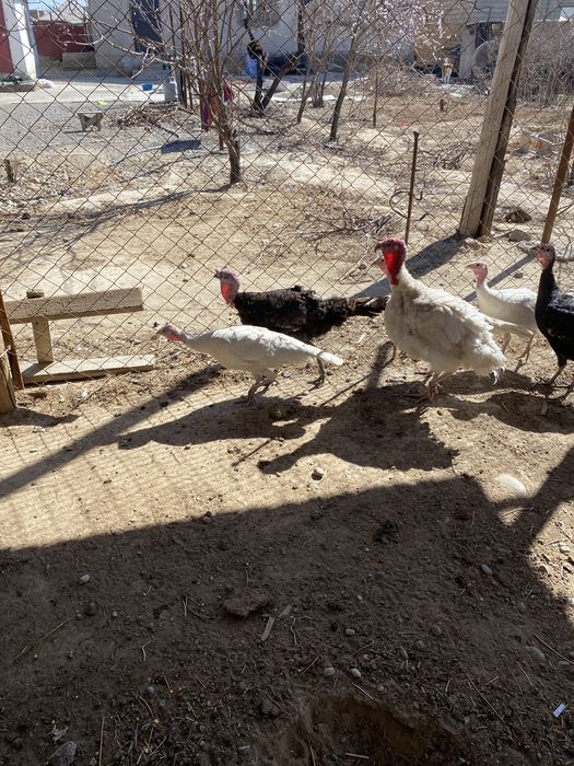 Тез арада сатылмда…………………………………………………..