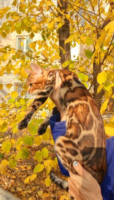 Бронь на минилеопардов для вас!