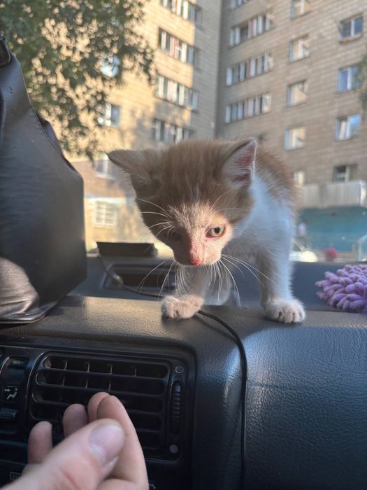 Котенок ищет дом