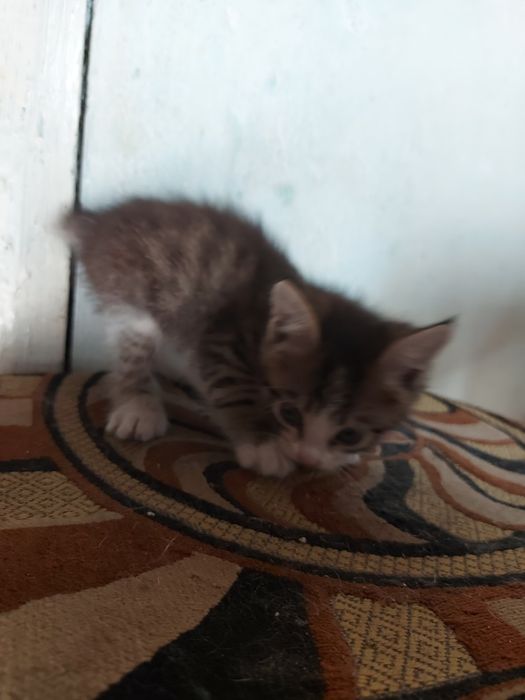 отдам котят в хорошие руки.