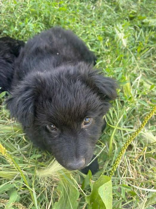 Срочно отдаю в добрые руки