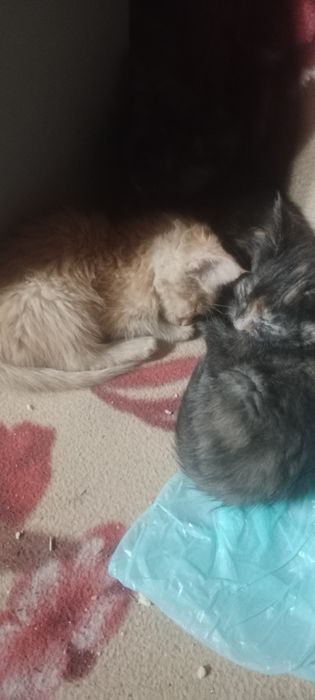 Продам  котят  мейн-кун