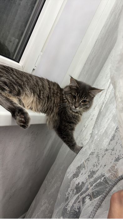 Отдам полугодового Кота