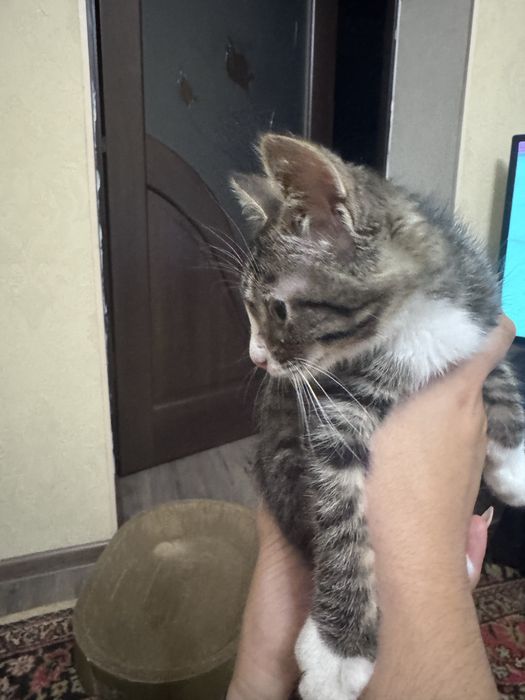 Отдам котёнка в добрые руки