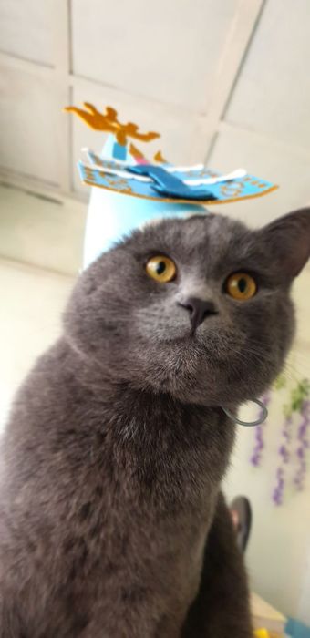 zotdor mushuk skottish stright sotiladi