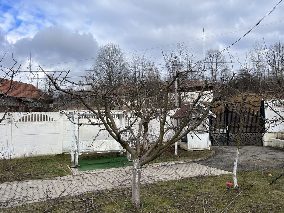 Curatare pomi fructiferi, tuya, plante ornamentale, irigatii