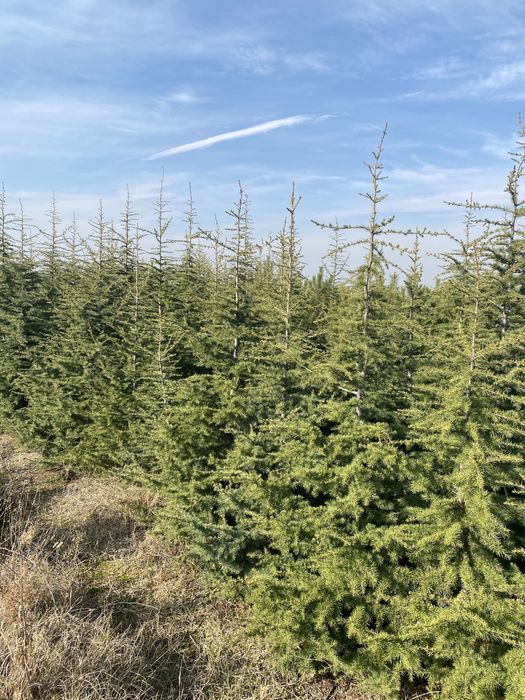 Живи елхи,сребрист смърч,кедър,бор.