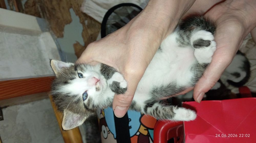 Отдам котёнка в добрые руки