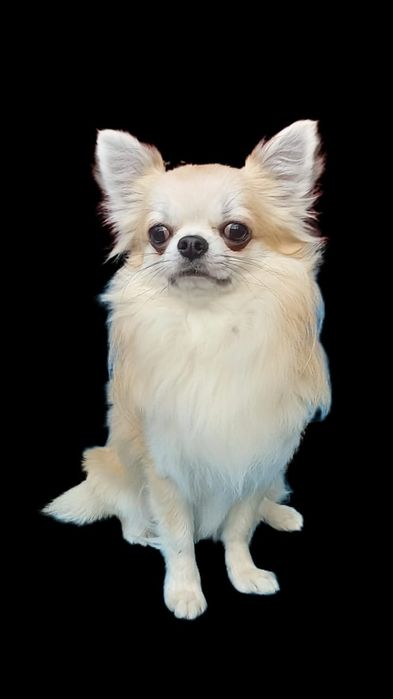 Чихуахуа щенок кобель