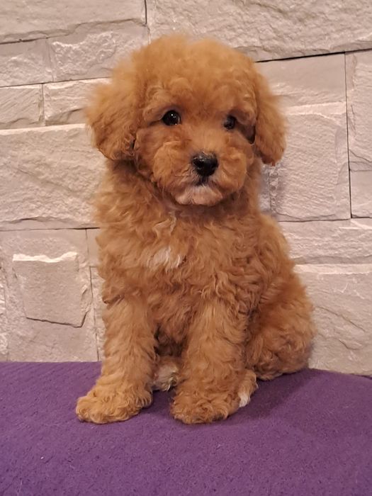 Maltipoo F2 de 9 săptămâni