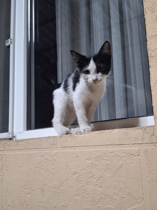 Пропала кошка по имени масяня