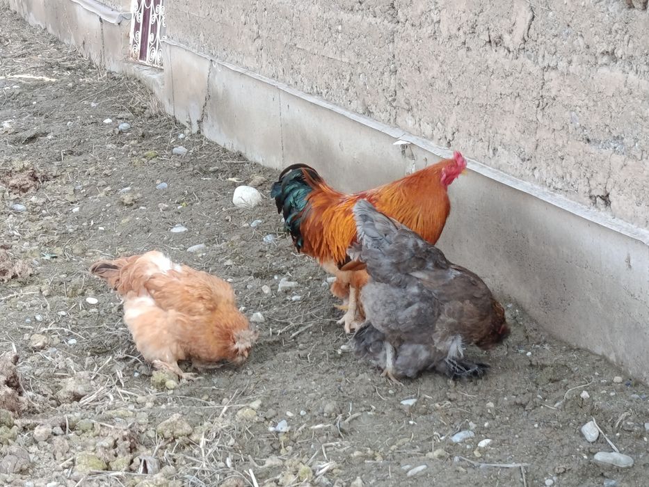 Брама хуроз ва товуклари сотилади