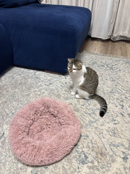 Бесплатно кошка срочно