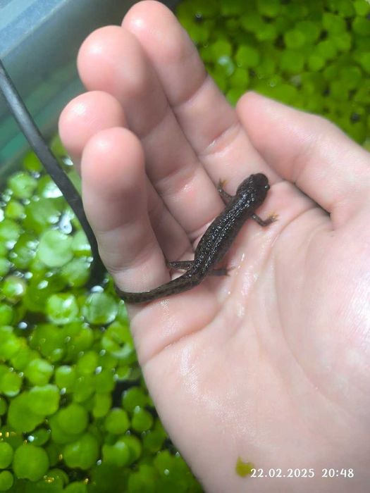 продаются иглистые тритоны